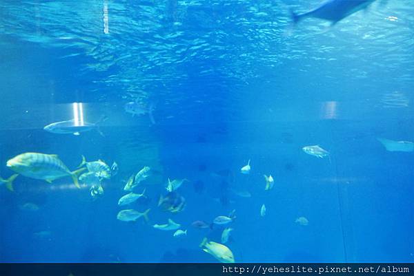 花蓮遠雄海洋公園-讓人流連往返的海獅小學堂、海豚傳說-跳浪奇