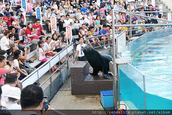 花蓮遠雄海洋公園-讓人流連往返的海獅小學堂、海豚傳說-跳浪奇