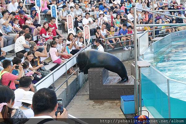 花蓮遠雄海洋公園-讓人流連往返的海獅小學堂、海豚傳說-跳浪奇