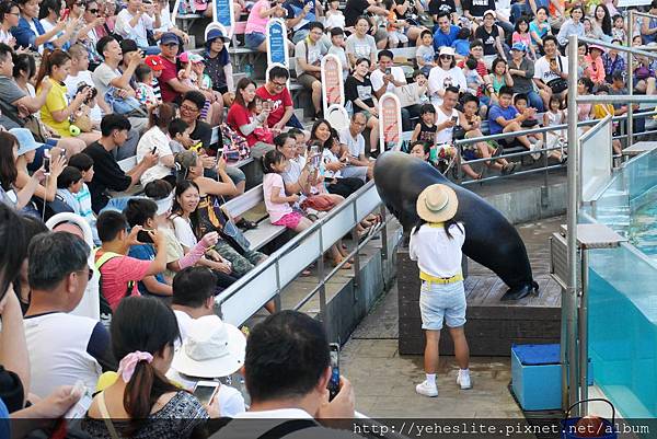 花蓮遠雄海洋公園-讓人流連往返的海獅小學堂、海豚傳說-跳浪奇