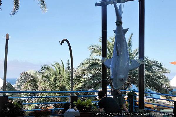 花蓮遠雄海洋公園-讓人流連往返的海獅小學堂、海豚傳說-跳浪奇