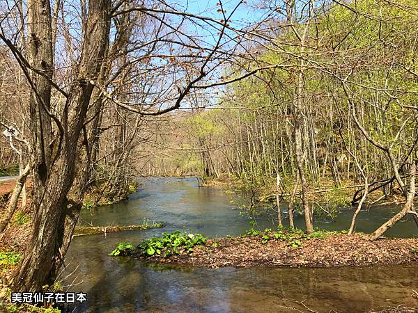 日本東北 搞懂怎麼用jr巴士一日玩遍十和田美術館櫻花 奧入瀨溪 十和田湖 八戶站進出 欣傳媒