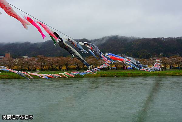 【日本東北 】岩手東北三大櫻 北上展勝地