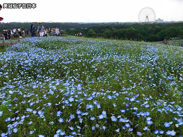 日本關東 茨城常陸海濱公園粉蝶花東京出發交通攻略 美冠仙子進進出出 痞客邦