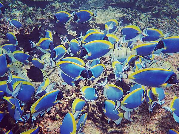 【馬爾地夫】居民島馬富施 Mafushi Scuba Tour 跳島一日