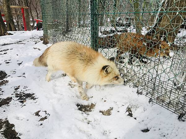 [遊記] 東北宮城藏王狐狸村 白雪中的狐狸倩影