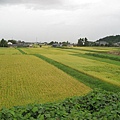 綠油油的稻田