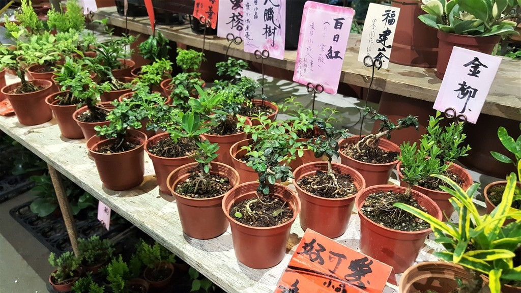 台北大安 建國假日花市 花草世界 花藝盆栽 多肉植物 庭園造景 一座假日限定的移動花園 Yehs寫世界 痞客邦 台北大安 建國假日花市 花草世界 花藝盆栽 多肉植物 庭園造景 一座假日限定的移動花園 Yehs寫世界 痞客邦