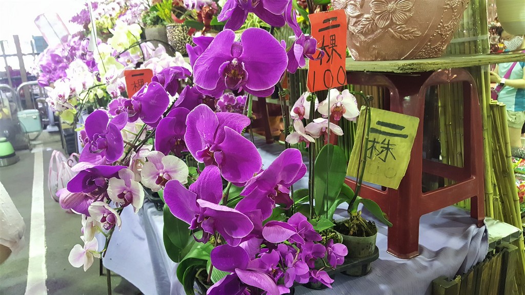 台北大安 建國假日花市 花草世界 花藝盆栽 多肉植物 庭園造景 一座假日限定的移動花園 Yehs寫世界 痞客邦