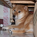 DSC00121_調整大小.JPG