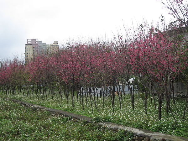 山櫻林