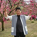 在櫻花樹背景的爸爸