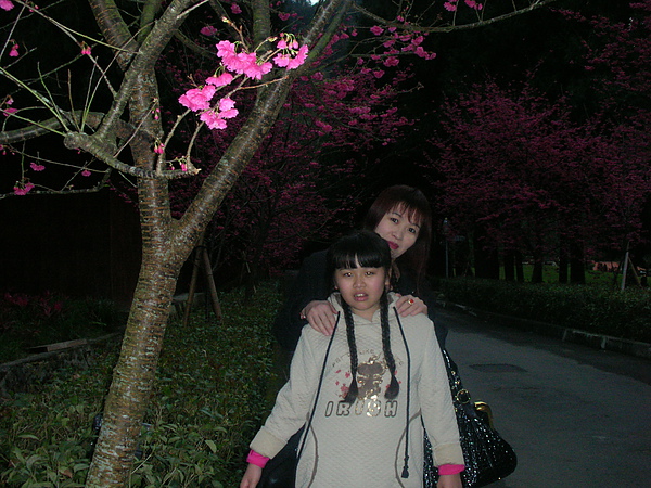 我和媽媽還有櫻花樹陪偶