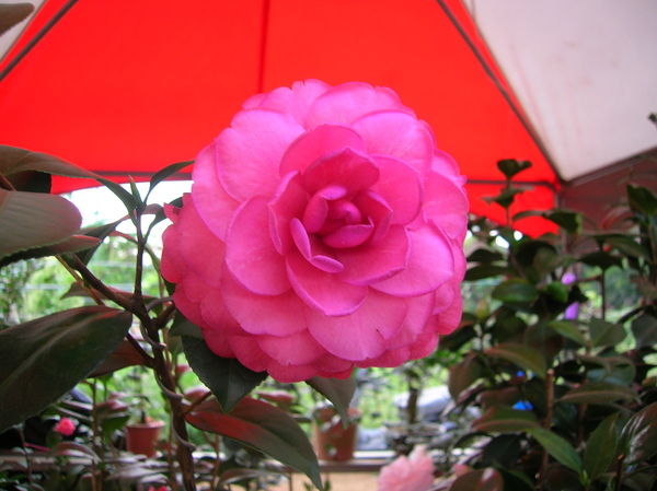 DSCN3101.JPG DSCN3101.JPG