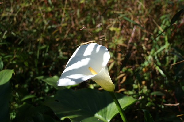 唯一一朵海芋