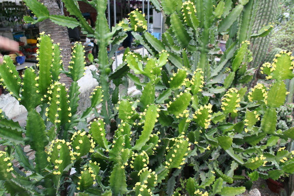 仙人掌開花了