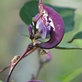 紫莢鵲豆