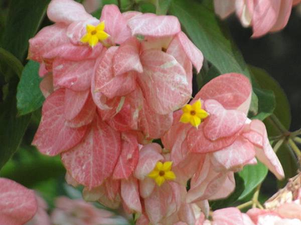 粉萼金花