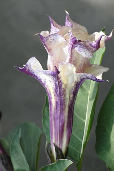 紫花曼陀羅