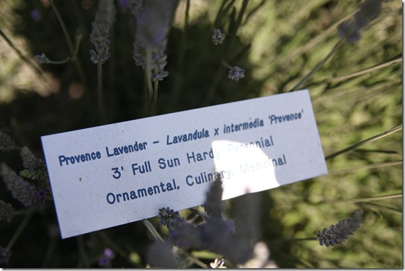 Lavender Festival 337