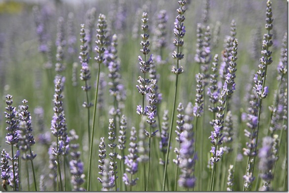 Lavender Festival 040