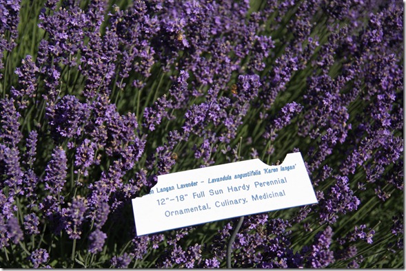 Lavender Festival 332