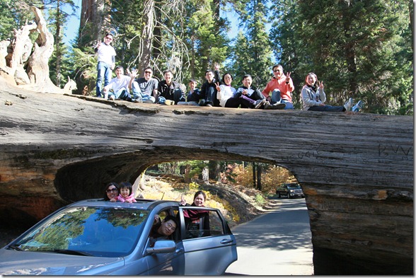Sequoia 193