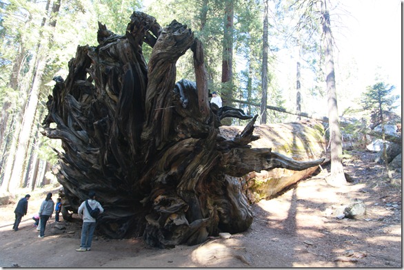 Sequoia 289