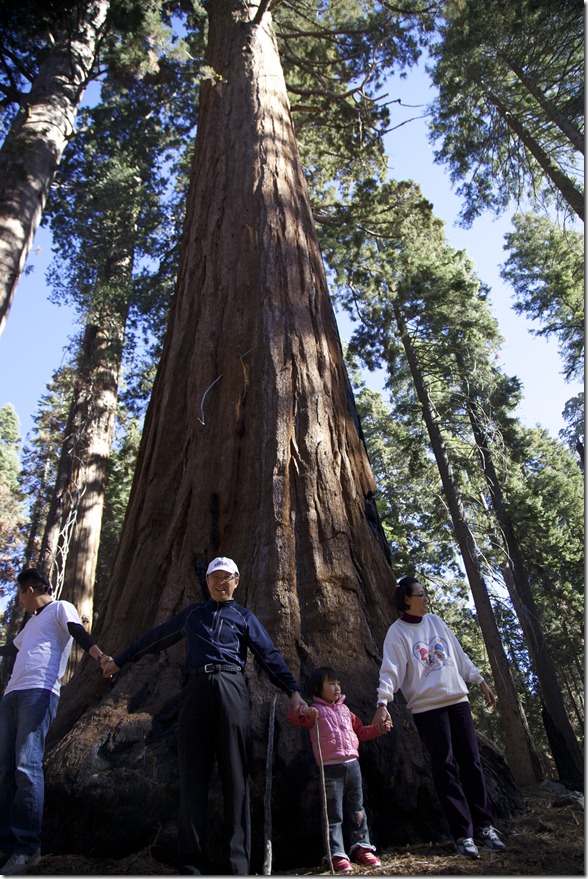 Sequoia 153