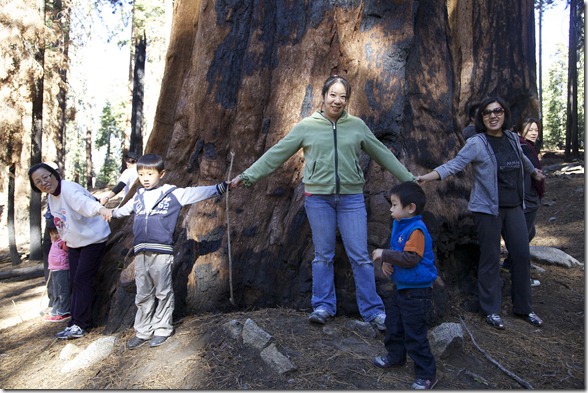 Sequoia 139