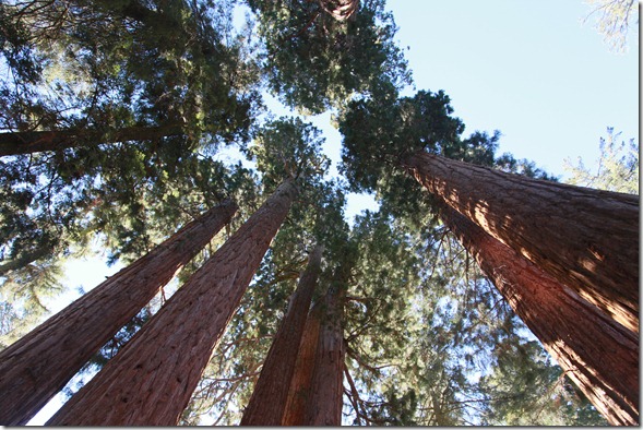 Sequoia 252