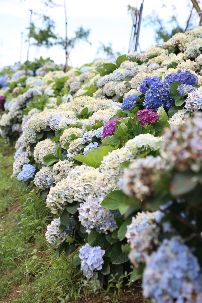 20220613-226.jpg 20220613-226.jpg