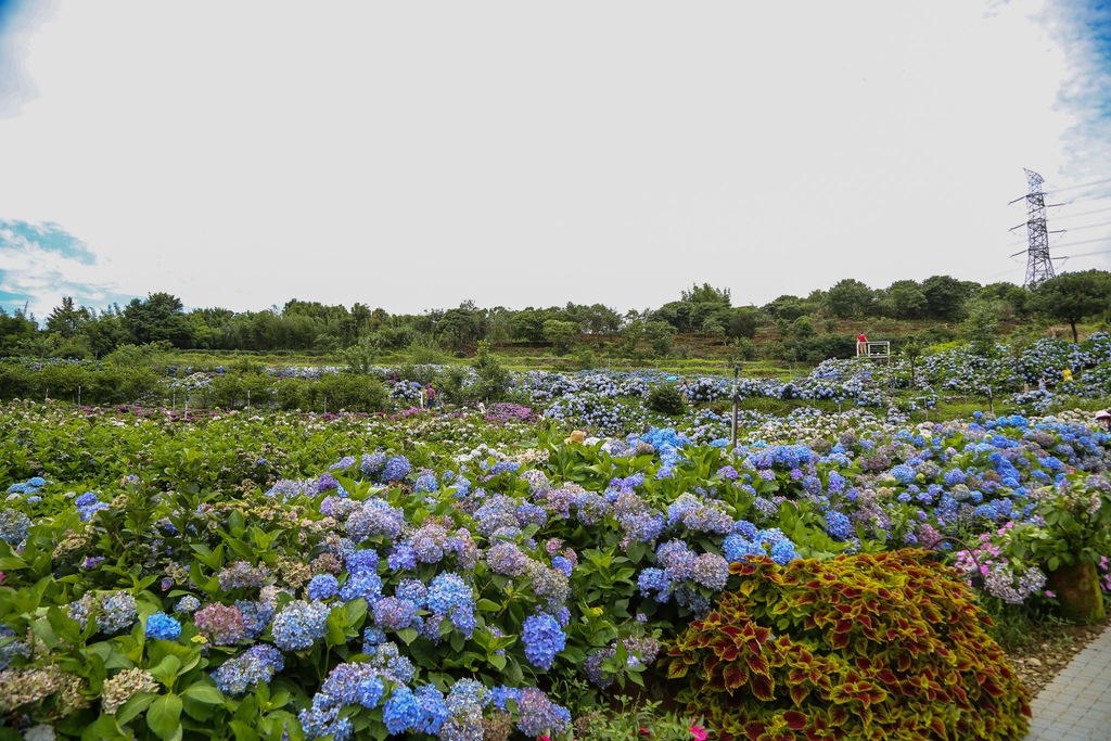 20220613-351.jpg 20220613-351.jpg