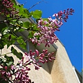 Syringa( Lilacs ) (紫丁香)