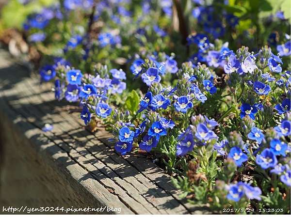 Veronica Whitleyi Whitley S Speedwell 在北方的日子 痞客邦