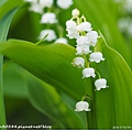 鈴蘭(Lily of the Valley)