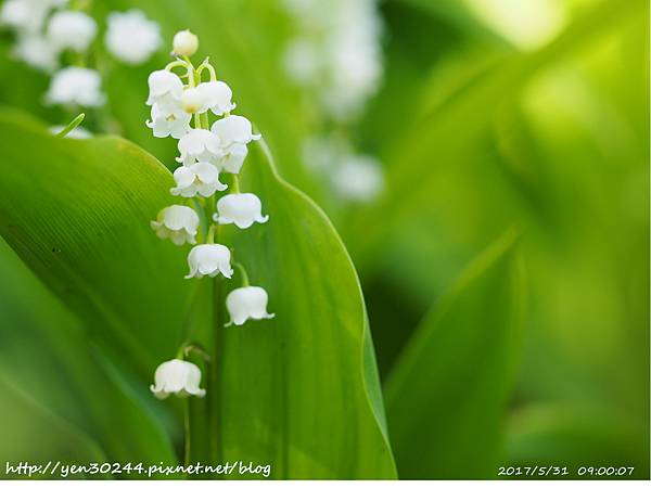 鈴蘭(Lily of the Valley)