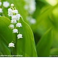 鈴蘭(Lily of the Valley)