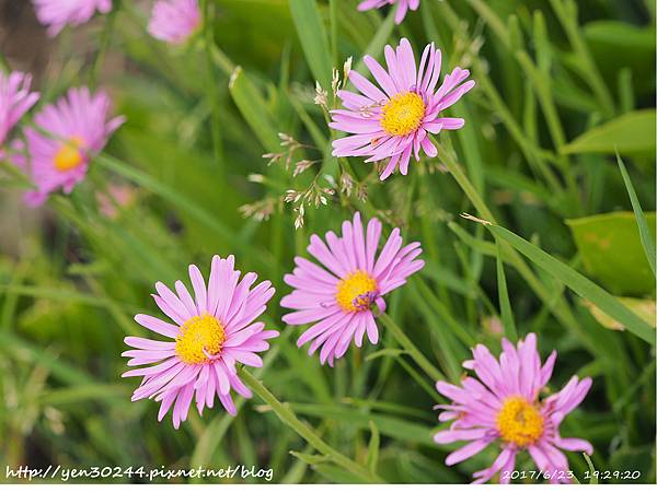 紫菀 Aster flower