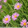 紫菀 Aster flower