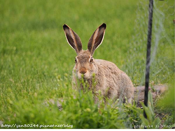 White-tailed jackrabbit 白尾傑克, 草原野兔