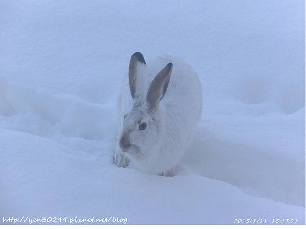 冬季毛變雪白的野兔