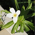 Anemone canadensis L. 銀蓮花