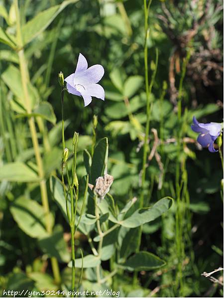 Harebell 圓葉風鈴草