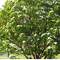 六月的花楸樹(Sorbus)