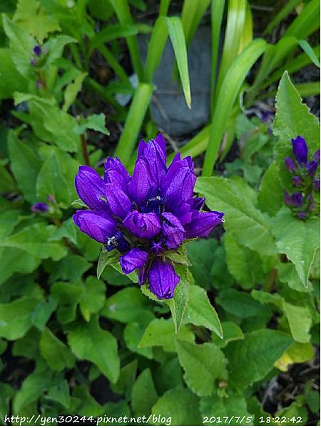 Campanula glomerata ‘Genti Blue’ 藍風鈴