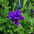 Campanula glomerata ‘Genti Blue’ 藍風鈴