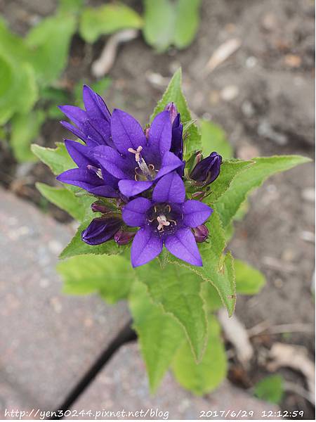 Campanula glomerata ‘Genti Blue’ 藍風鈴