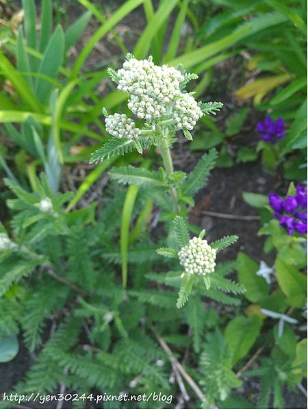 西洋蓍草Achillea millefolium, common yarrow