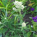 西洋蓍草Achillea millefolium, common yarrow